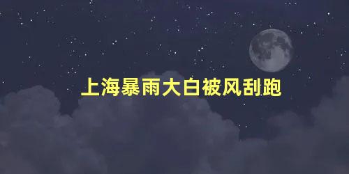 上海暴雨大白被风刮跑