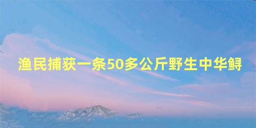 渔民捕获一条50多公斤野生中华鲟