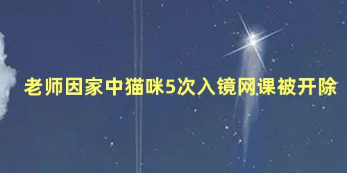 老师因家中猫咪5次入镜网课被开除