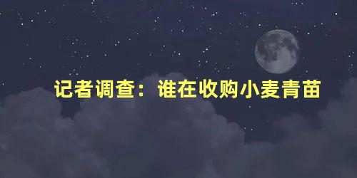 记者调查：谁在收购小麦青苗