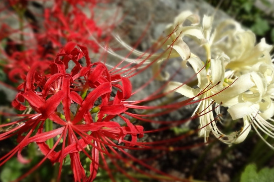 彼岸花的真正花语是什么