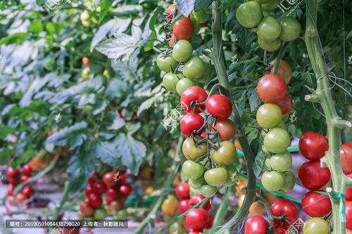 樱桃番茄种植