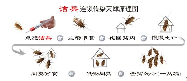 灭蟑螂最好办法有哪些