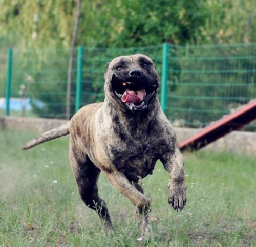 加纳利犬