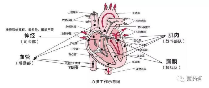 人体血管可以绕地球几圈