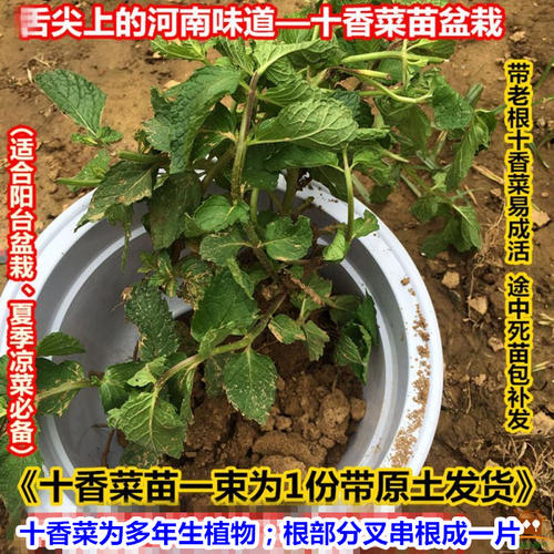 盆栽十香菜的种植方法
