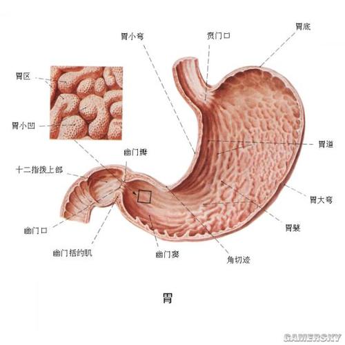 人体血管能绕地球几圈