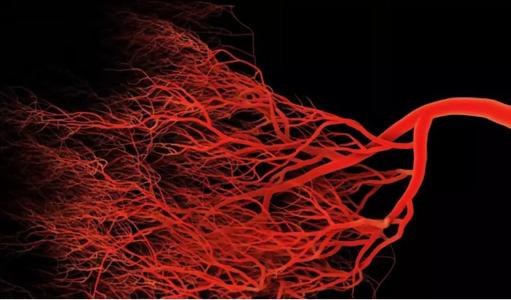 人身体里的血管能绕地球几圈