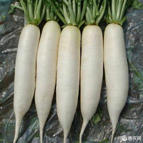 九斤王白萝卜生长周期